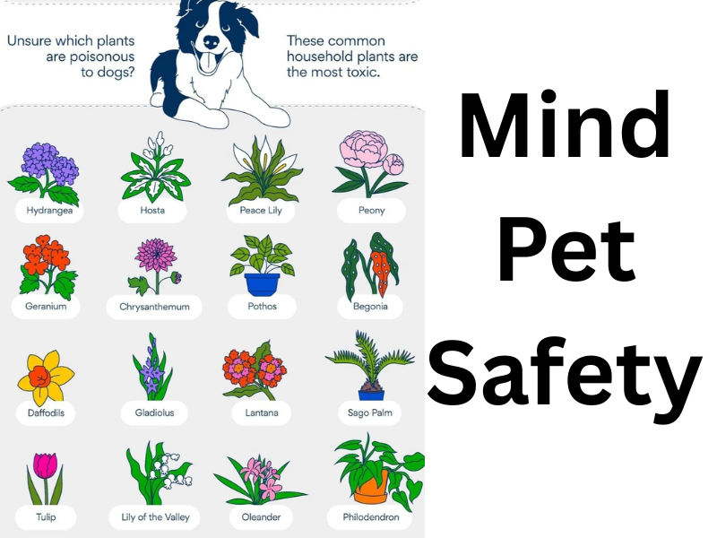 Mind pet safety